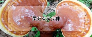 灵芝有多少种,第1图