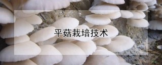 平菇栽培技术,第1图