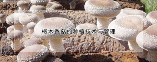 椴木香菇的种植技术与管理,第1图