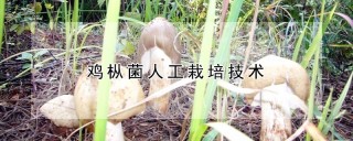 鸡枞菌人工栽培技术,第1图