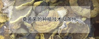 桑黄菌的种植技术及条件,第1图