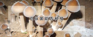 鸡纵菌能否种植,第1图