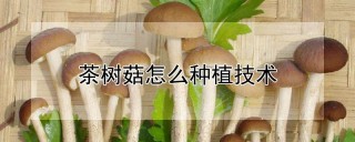 茶树菇怎么种植技术,第1图