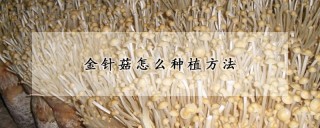 金针菇怎么种植方法,第1图