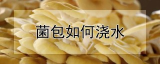 菌包如何浇水,第1图