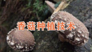 香菇种植技术,第1图