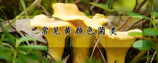 常见黄颜色菌类,第1图