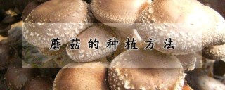 蘑菇的种植方法,第1图