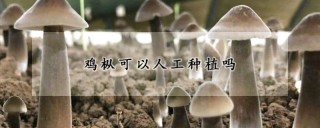 鸡枞可以人工种植吗,第1图