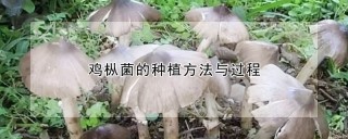 鸡枞菌的种植方法与过程,第1图