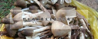 野生鸡枞菌生长在什么地方,第1图