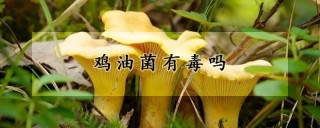 鸡油菌有毒吗,第1图