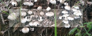 种植鸡枞菌怎么种,第1图