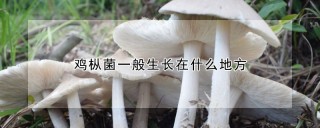 鸡枞菌一般生长在什么地方,第1图