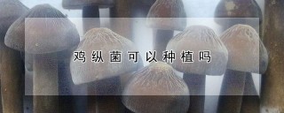 鸡纵菌可以种植吗,第1图