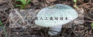 青头菌人工栽培技术,第1图