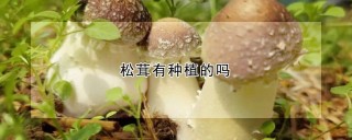 松茸有种植的吗,第1图